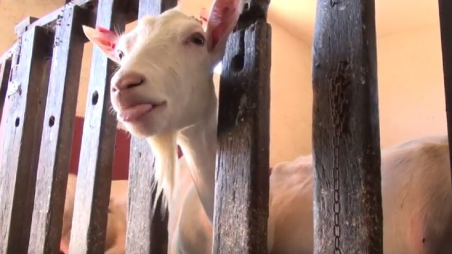 Sanske koze - stoka koja gotovo nikad ne obolijeva