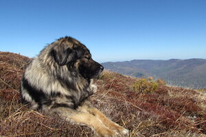 Šarplaninci i tornjaci glavne zvijezde CAC BiH Livno 2019