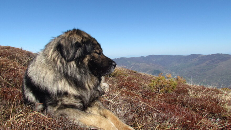 Šarplaninci i tornjaci glavne zvijezde CAC BiH Livno 2019