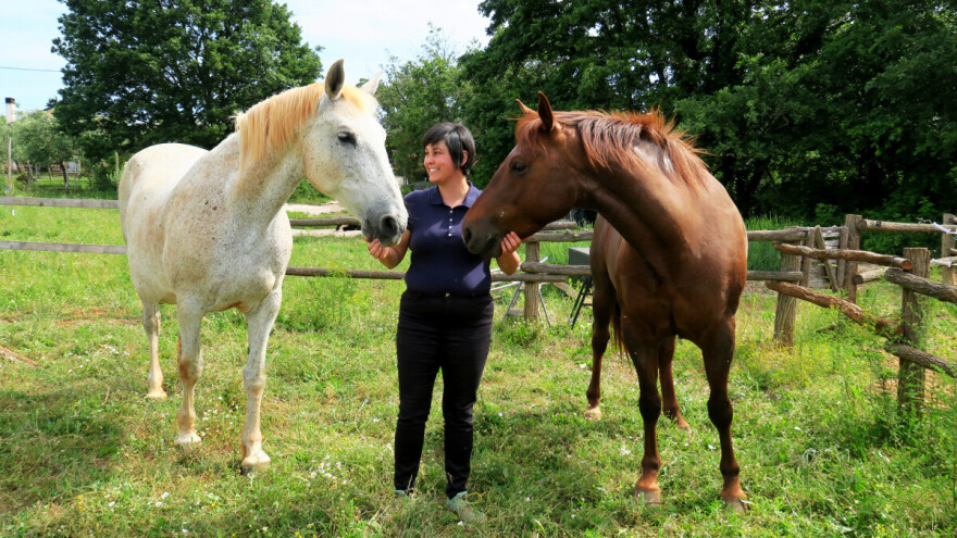 Zašto je stomatološki pregled toliko važan kod konja?