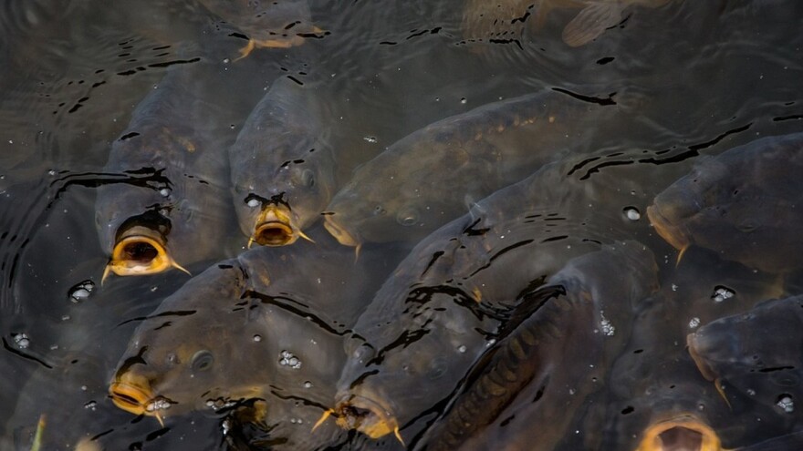 Vojvodina: Konkurs za ribnjake 2018