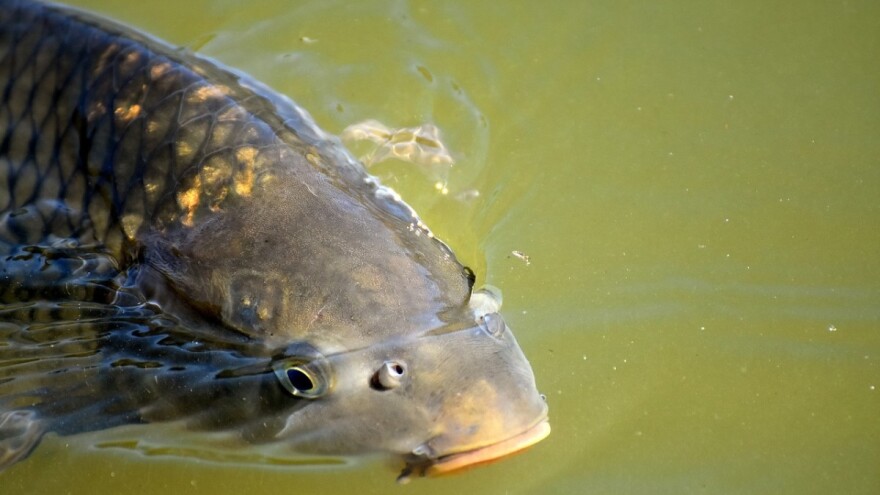 Prijedlog pravilnika o načinu dodjele potpore za štete na šaranskim ribnjacima