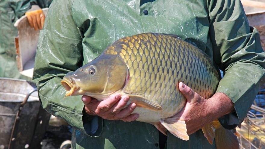 Šta utiče na randman mesa šarana