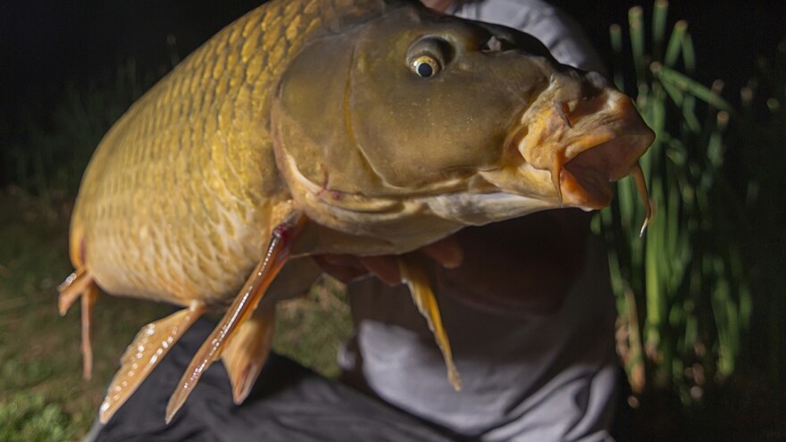 Poznati gradačački šarandžija Nikica Mazalović upecao kapitalca prvog dana kraja lovostaja