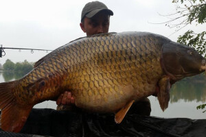 Ulovio šarana teškog 36,54 kilograma!