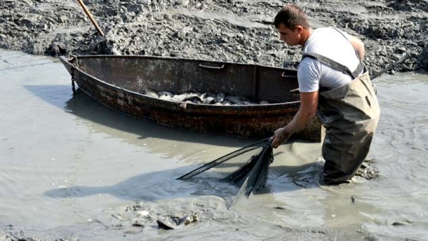 Šaranima prijeti opasnost od Koi herpesvirusa?