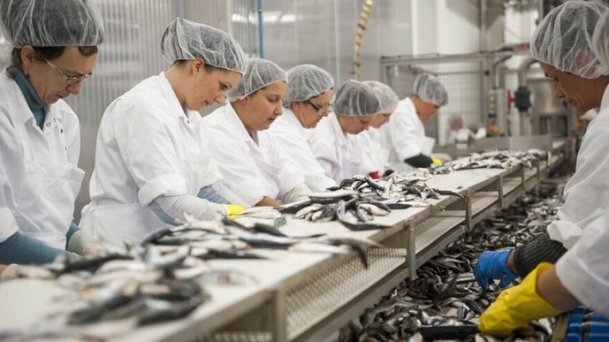 Sardina ostaje bez koncesije za uzgoj tune?