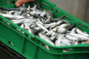 11,2 milijuna kuna iz IPARD-a za preradu ribe