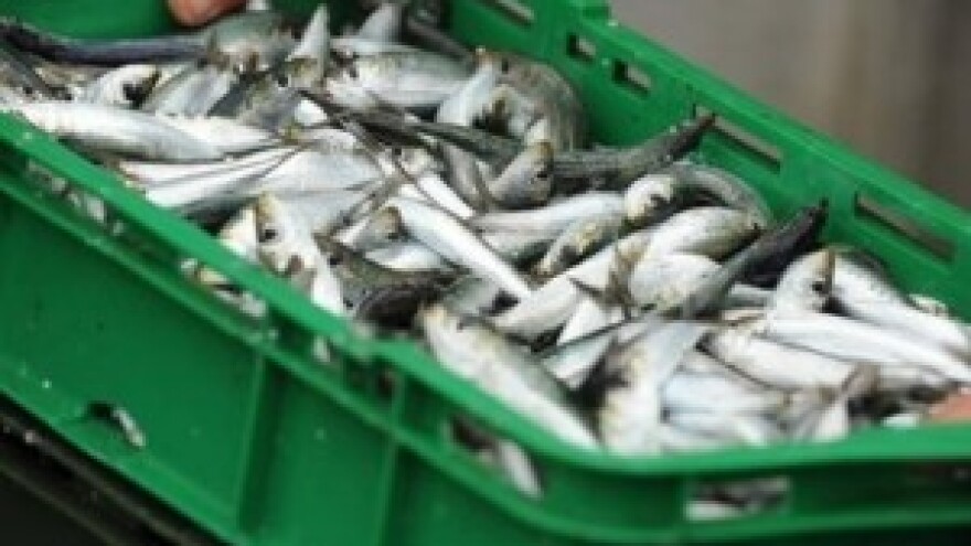 11,2 milijuna kuna iz IPARD-a za preradu ribe