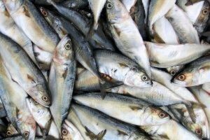 11,2 mil. kn iz IPARD-a za preradu ribe
