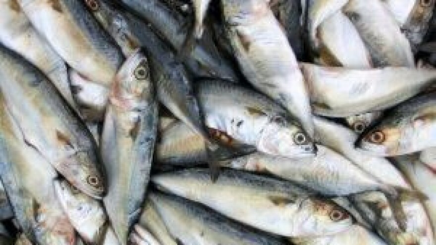 11,2 mil. kn iz IPARD-a za preradu ribe