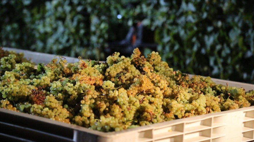 Rana berba grožđa prijeti kvaliteti pjenušca - kako se svjetski proizvođači bore s time?