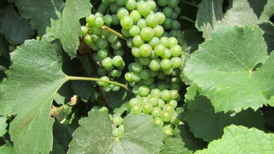 Manje grožđa, više dobrog vina!