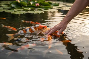 Šareni i umiljati šarani jedu im iz ruke