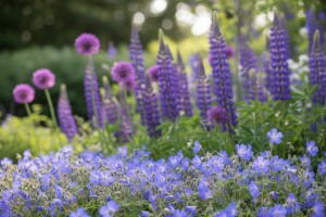 Šareni svijet trajnica