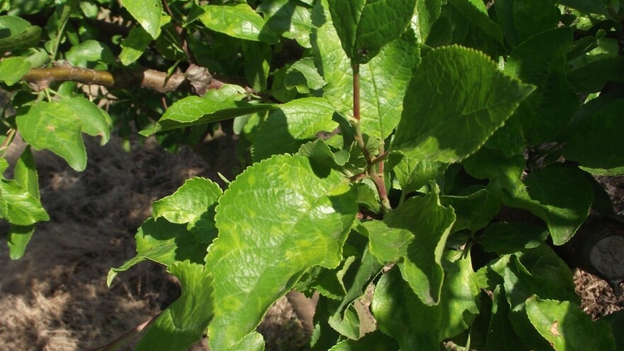 Virus šarke šljive izaziva opadanje i do 90% plodova