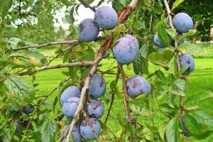 Šarka šljive - najopasnija bolest roda Prunus
