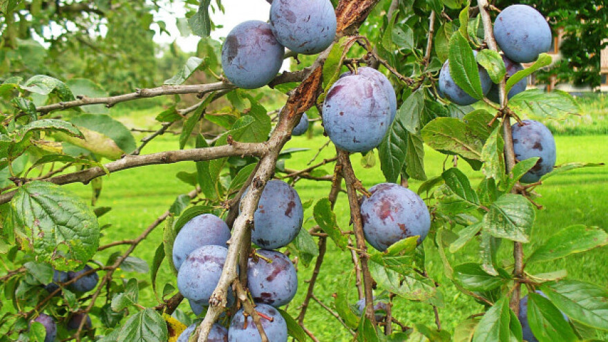 Šarka šljive - najopasnija bolest roda Prunus