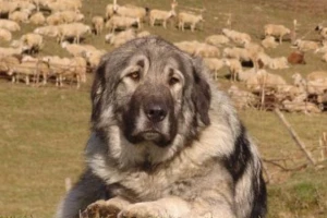 Upoznajte  pastirske rase pasa Srbije