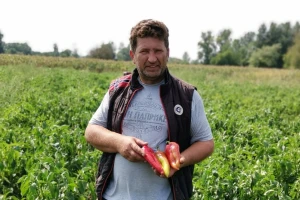 Paprika: Ove godine slabi prinosi, ali je cena dobra