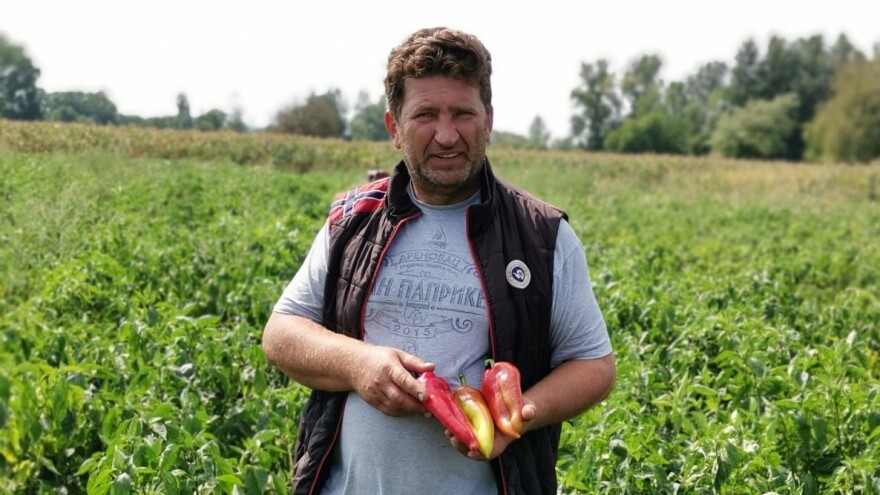 Paprika: Ove godine slabi prinosi, ali je cena dobra