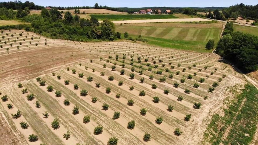 Krči zapuštenu zemlju i sadi trajne nasade: Saša Pejanović dokaz da se u Hrvatskoj može uspjeti