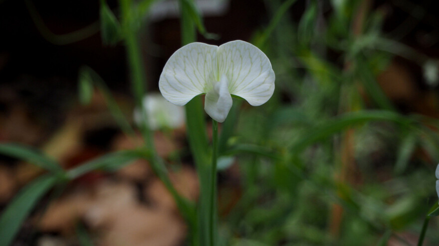 Sastrica ili hercegovački grah - nekada prva biljka, a danas je nema na njivama