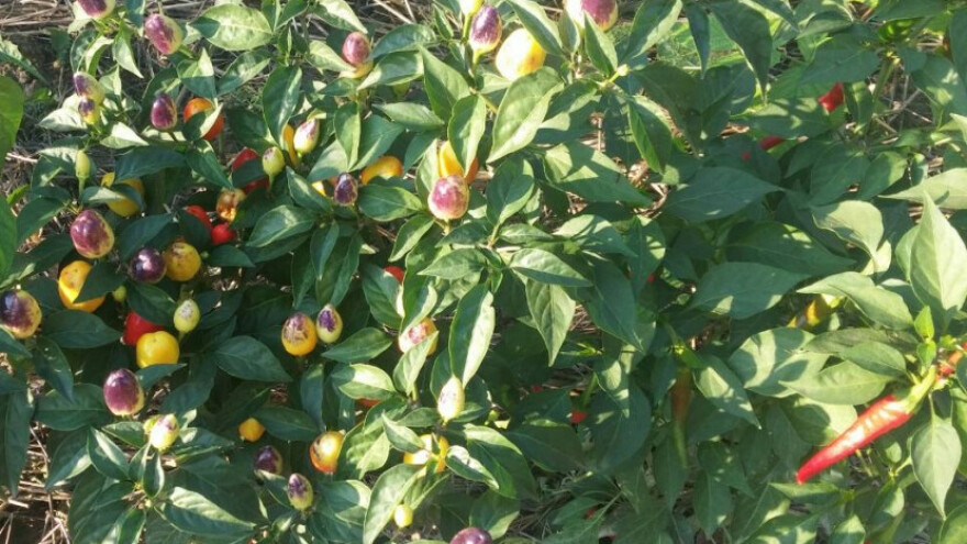 Ljutoman - posadi 50 sadnica ljutih papričica  i sve pojede