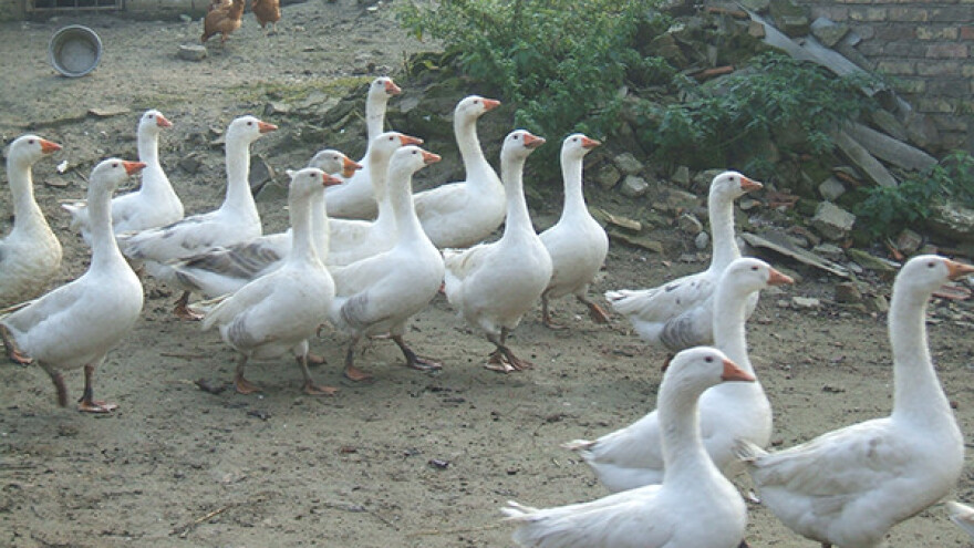 Tradicionalni uzgoj gusaka u Šatrincima