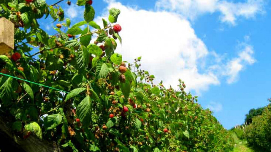 Savez: Malinari, udružujte se na lokalnom nivou