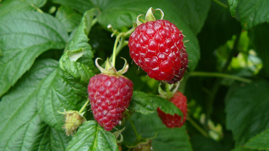 Turska ima veliku kupovnu moć, BiH proizvodni potencijal