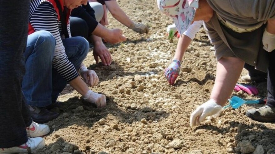 Urbana permakultura - jestivi gradovi!