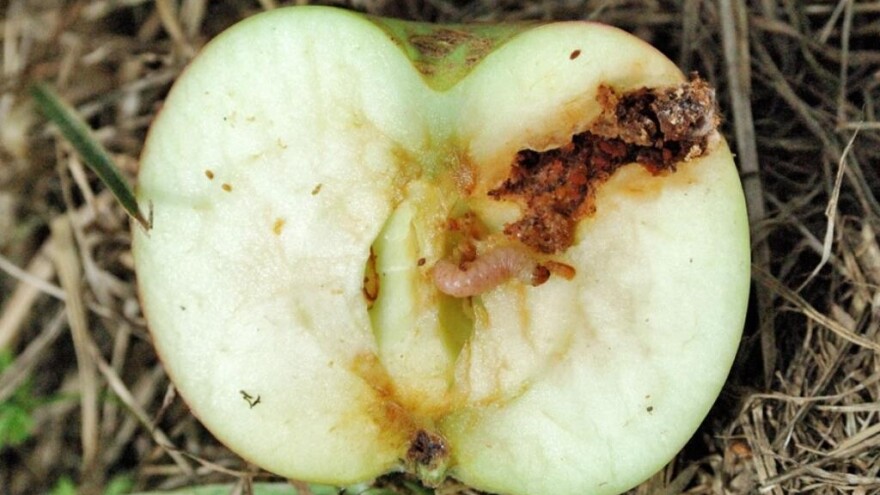 Savijač jabuke - kako ga pratiti i suzbiti?