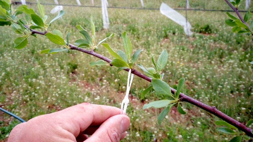 Savijanje grana šljive i izolovanje vrha za ranije plodonošenje