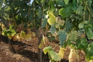 Bayer savjeti za vinogradare 20.-26.07.2015.