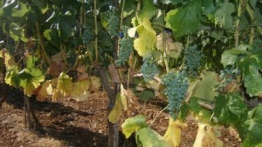 Bayer savjeti za vinogradare 20.-26.07.2015.