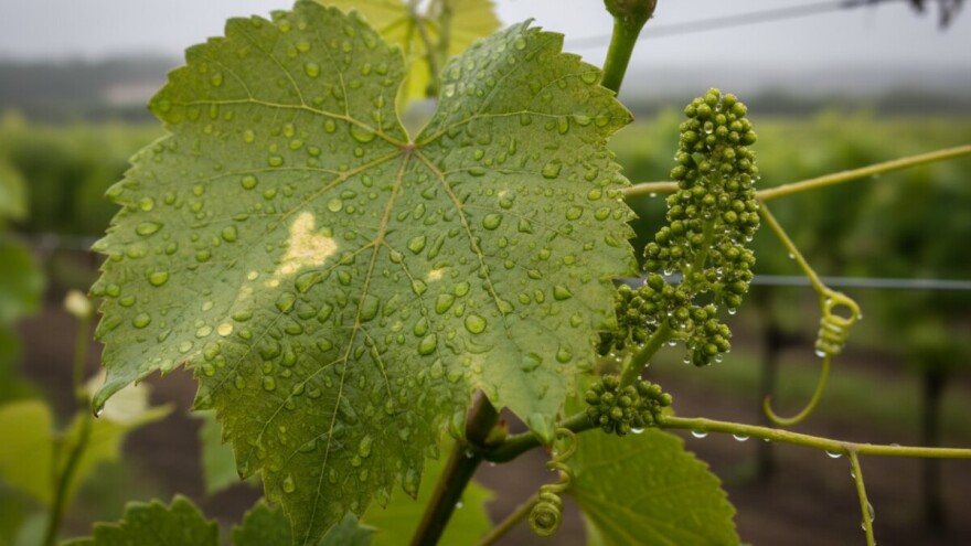 Savjeti za vinovu lozu - tjedan 27.5. - 2.6.