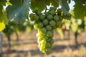 Savjeti za vinovu lozu za tjedan 15.7.-21.7.