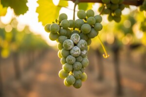 Savjeti za vinovu lozu za tjedan 1.7.-7.7.