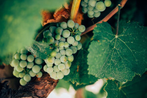 Bayer savjeti za vinograde 4.-10.7.2017.