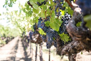 Vinogradari i vinari, otvorena su dva nova savjetovanja - uključite se