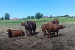 Hrvatska ima perspektivu za uzgoj u sustavu krava-tele, no moramo održavati pašnjake