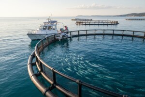 Savjetovanje o dodjeli potpora u akvakulturi