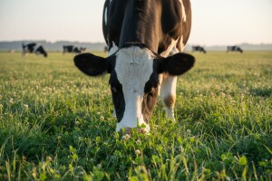 Savjetovanje proizvođača mlijeka Virovitičko-podravske županije