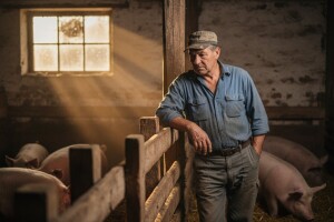 Savjetovanje uzgajivača svinja