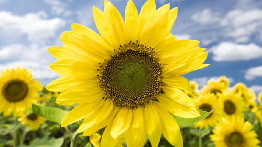 Savjetovanje o financiranju programa izravnih plaćanja u 2017.