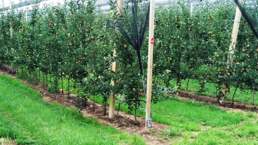 Jabuka uzgojena u špaliru - kvalitet ispred kvantiteta