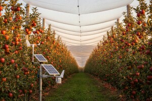 Savremen voćnjak u Tovariševu