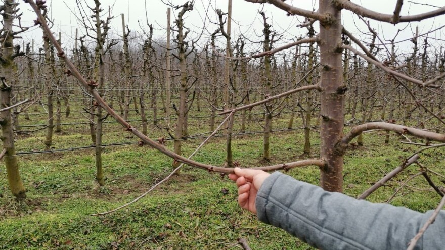 Trešnja trenutno ekonomski najisplativija voćna vrsta u Srbiji?