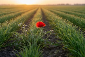 Savršena kontrola korova u strnim žitaricama